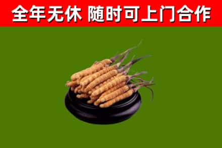 耿马县回收冬虫夏草