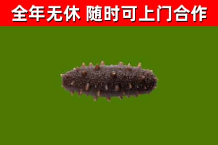 耿马县回收海参干